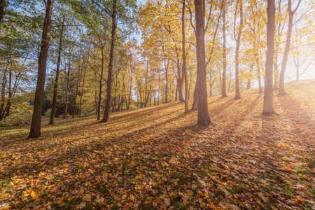 View of the city park at autumn morning.の写真素材