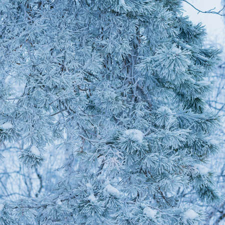 Winter pine tree branches in the winter forest.の写真素材
