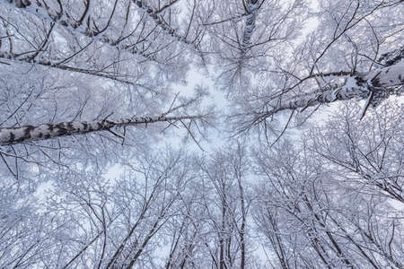 Tree birch trunks and branches under the snow in the winter forest.の写真素材