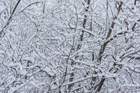 Tree branches under the snow in the winter forest.の写真素材