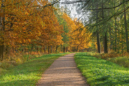 Path in the city park at autumn morning time.の写真素材