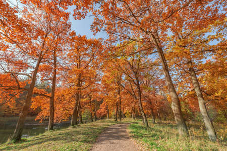 Oak trees in the park at autumn morning time.の写真素材