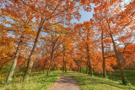 Oak trees in the park at autumn morning time.の写真素材