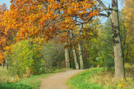 Oak trees in the park at autumn morning time.の写真素材