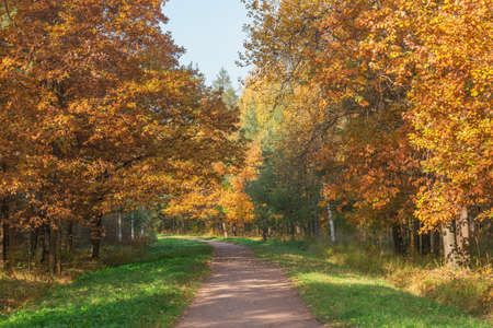 Path in the city park at autumn morning time.の写真素材