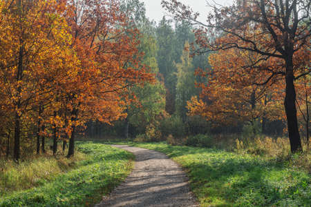 Path in the city park at autumn morning time.の写真素材
