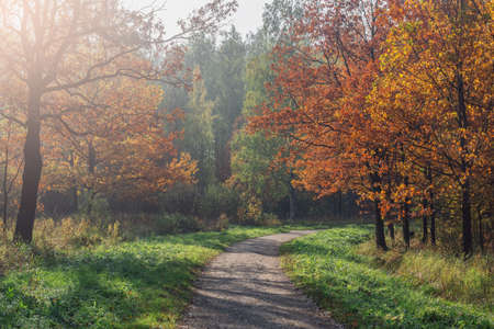 Path in the city park at autumn morning time.の写真素材