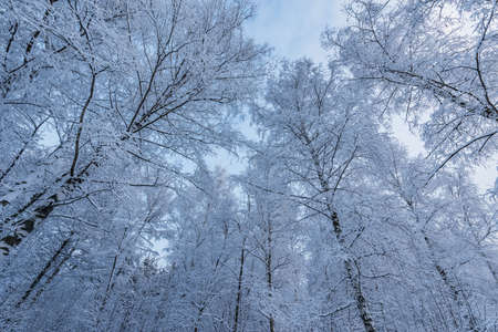 Tree birch trunks and branches under the snow in the winter forest.の写真素材