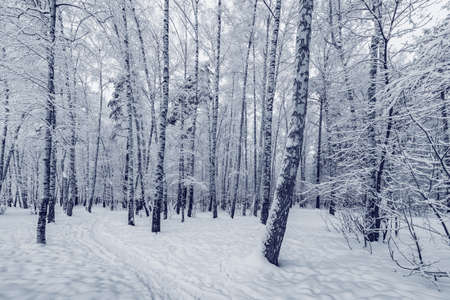 Birch tree grove at winter day time.