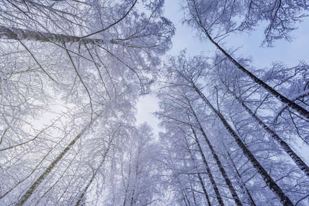 Tree birch trunks and branches under the snow.の写真素材