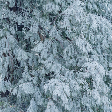 Frozen Thuja tree branches under the snow at winter day.の写真素材