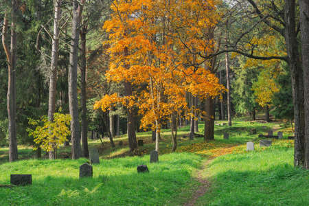 Old finnish cemetery at autumn day. Sortavala. Russia.の写真素材