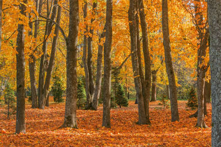 View of the city park at autumn morning time. Peterhof.の写真素材