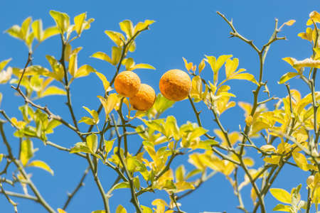 Lemon tree on the blue sky background.の写真素材