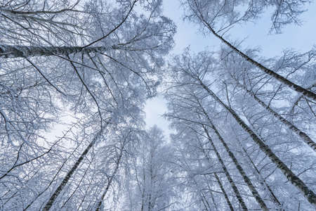 Birch tree trunks and branches under the snow in the winter forest.の写真素材