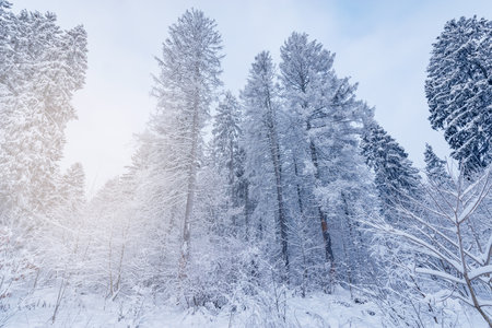 View of the winter forest at sunset time.の写真素材