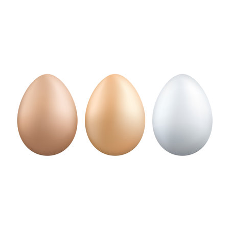 Set of chicken eggs on white background. vector illustration.のイラスト素材