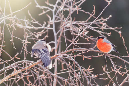Pair of bullfinch birds on the tree branch at winter day.の写真素材