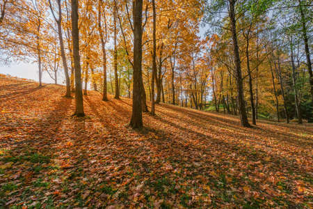 View of the city park at autumn morning time.の写真素材