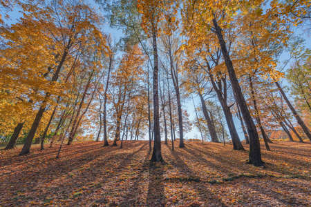 View of the city park at autumn morning time.の写真素材