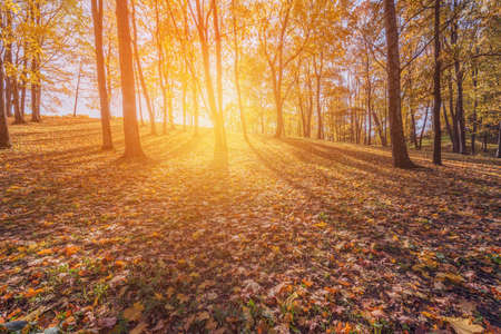 View of the city park at autumn morning time.の写真素材