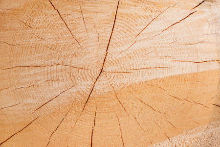 Slice of the wood timber natural background.の写真素材