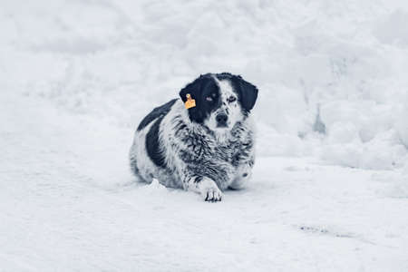 Homeless dog on the snow at winter day.の写真素材