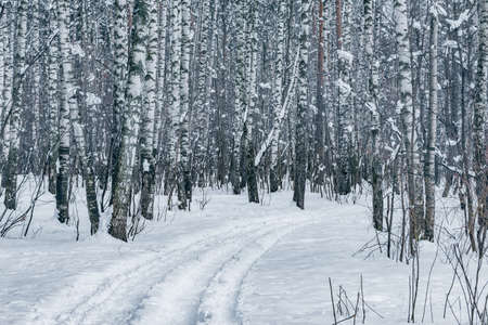 Birch tree grove at winter day time.の写真素材