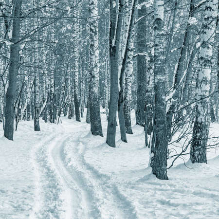 Birch tree grove at winter day time.の写真素材