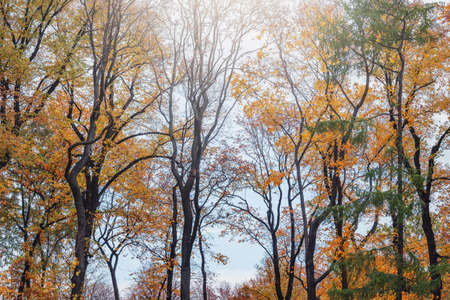 Trees in the autumn city park.の写真素材