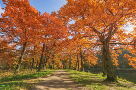 View of the city park at autumn morning time.の写真素材