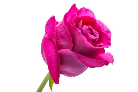 Pink rose isolated on white.の写真素材