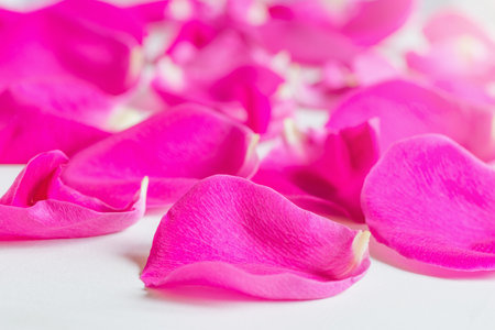 Colorful petals of rose isolated on white.の写真素材