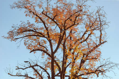 Big autumn tropical tree branches on the sky background.の写真素材