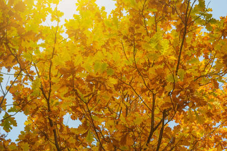 Colorful oak leaves on the branches.の写真素材