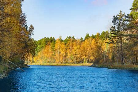Autumn forest on the islands. Finland.の写真素材