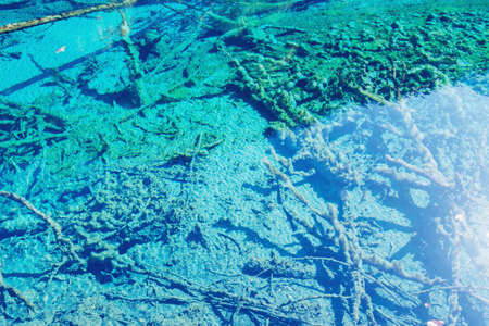 Trees on the bottom of the lake with the crystal water. Jiuzhaigou nature reserve. Jiuzhai Valley National Park.の写真素材