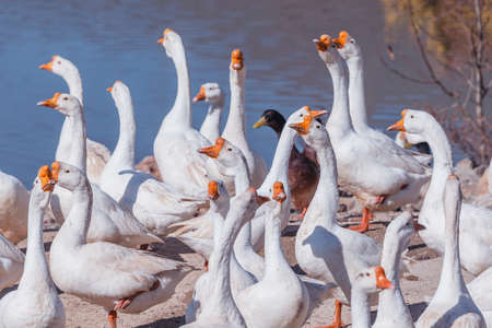 Domestic geese on the meadow by the lake.の写真素材