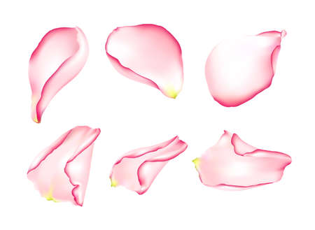 Colorful rose petals isolated on white background. vector illustration.のイラスト素材