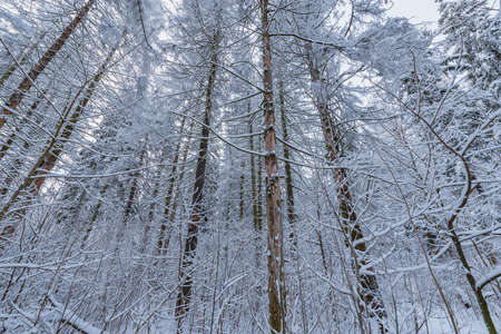 Trees under the snow at cold winter evening time.の写真素材