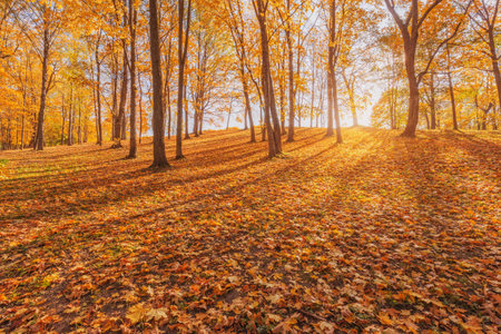 View of the city park at autumn morning time.の写真素材