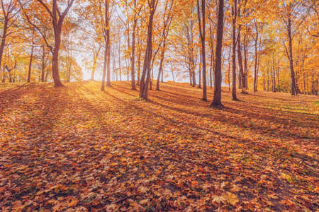 View of the city park at autumn morning time.の写真素材