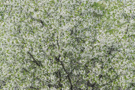 Blossoming cherry branch with white flowers.の写真素材
