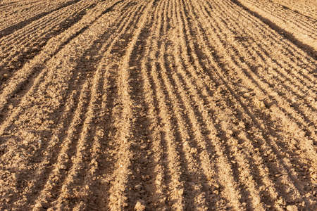 Plowed land of the dry field at sunset.の写真素材