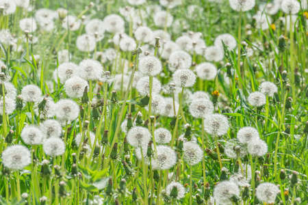 Dandelion flowers on the meadow at sunset time.の写真素材