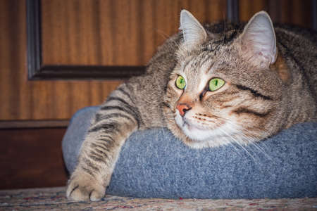 Cat on the floor in the room.の写真素材