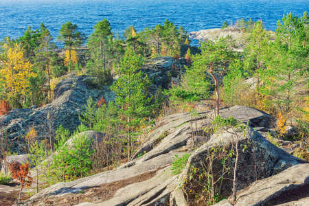 Trees on the cliffs at autumn evening. Finland.の写真素材