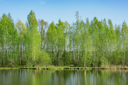 Birch trees by the lake at spring time.の写真素材