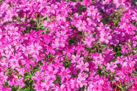 Red flowers on the flowerbed.の写真素材