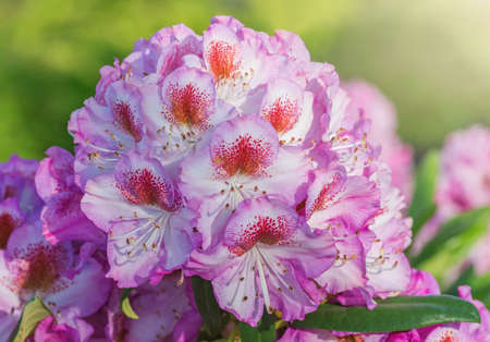Pink flowers of Rhododendron at sunset.の写真素材